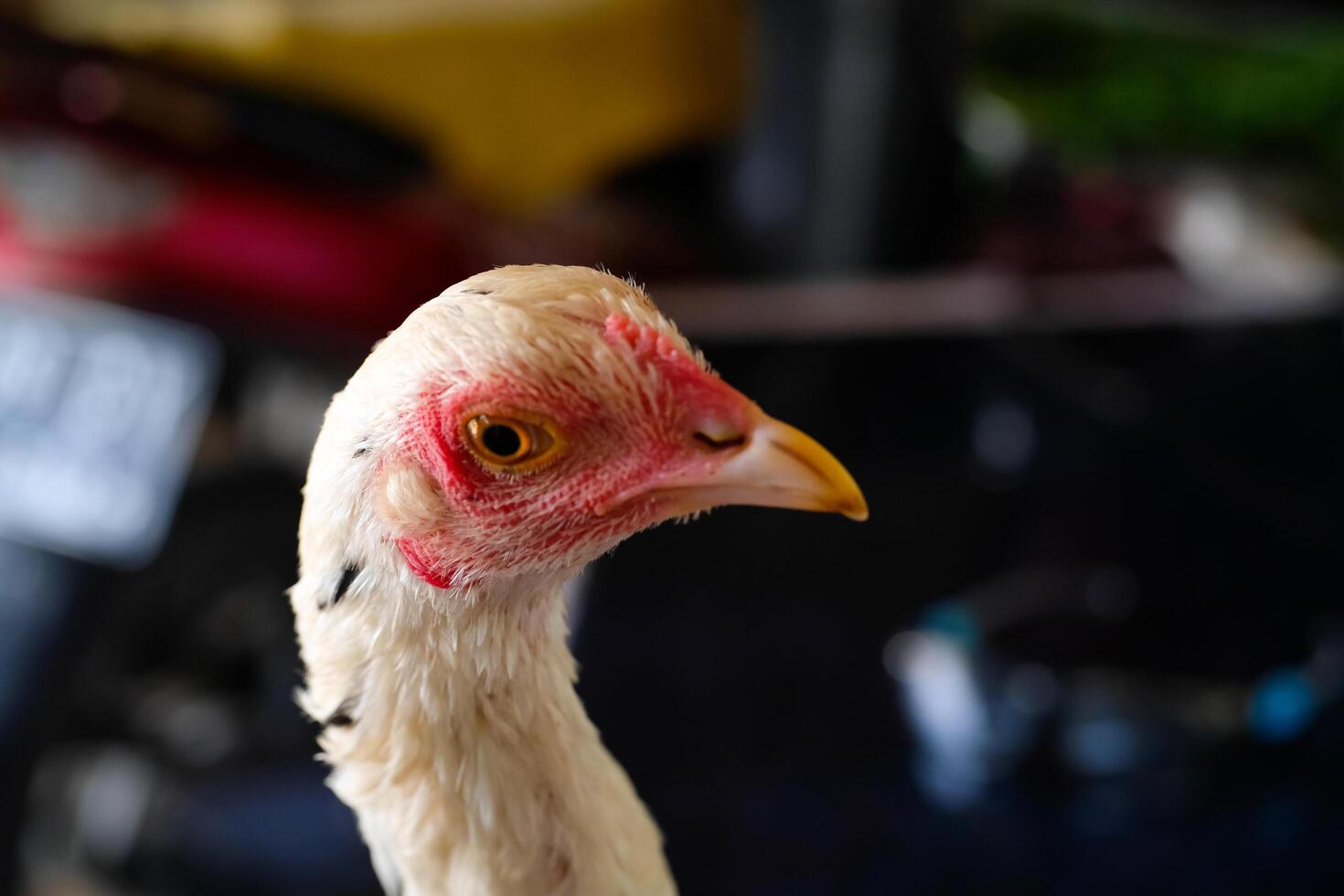 Macro Photography. Animal Close up. Macro shot of a white feathered chicken head with a red face and black eyes. Chicken head closeup photo