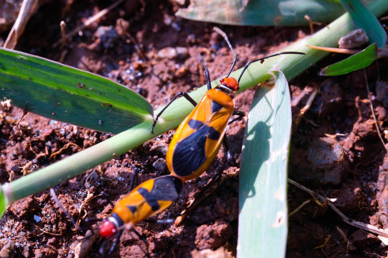 A pair of Red Cotton Bugs or Oncopeltus bugs are mating. Close up photo of red cotton bugs mating on wild grass and soil. Graphic Resources. Animal Themes. Animal Closeup. Macrophotography