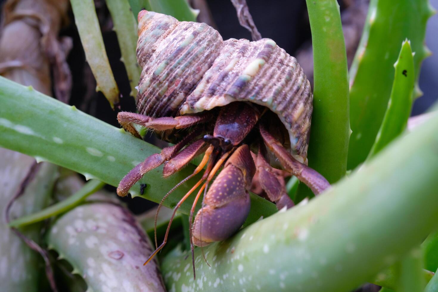 White-shelled hermit crab crawling on a white rock. Hermit is exploring a plant in a pot. Graphic Resources. Animal Themes. Animal Closeup. photo