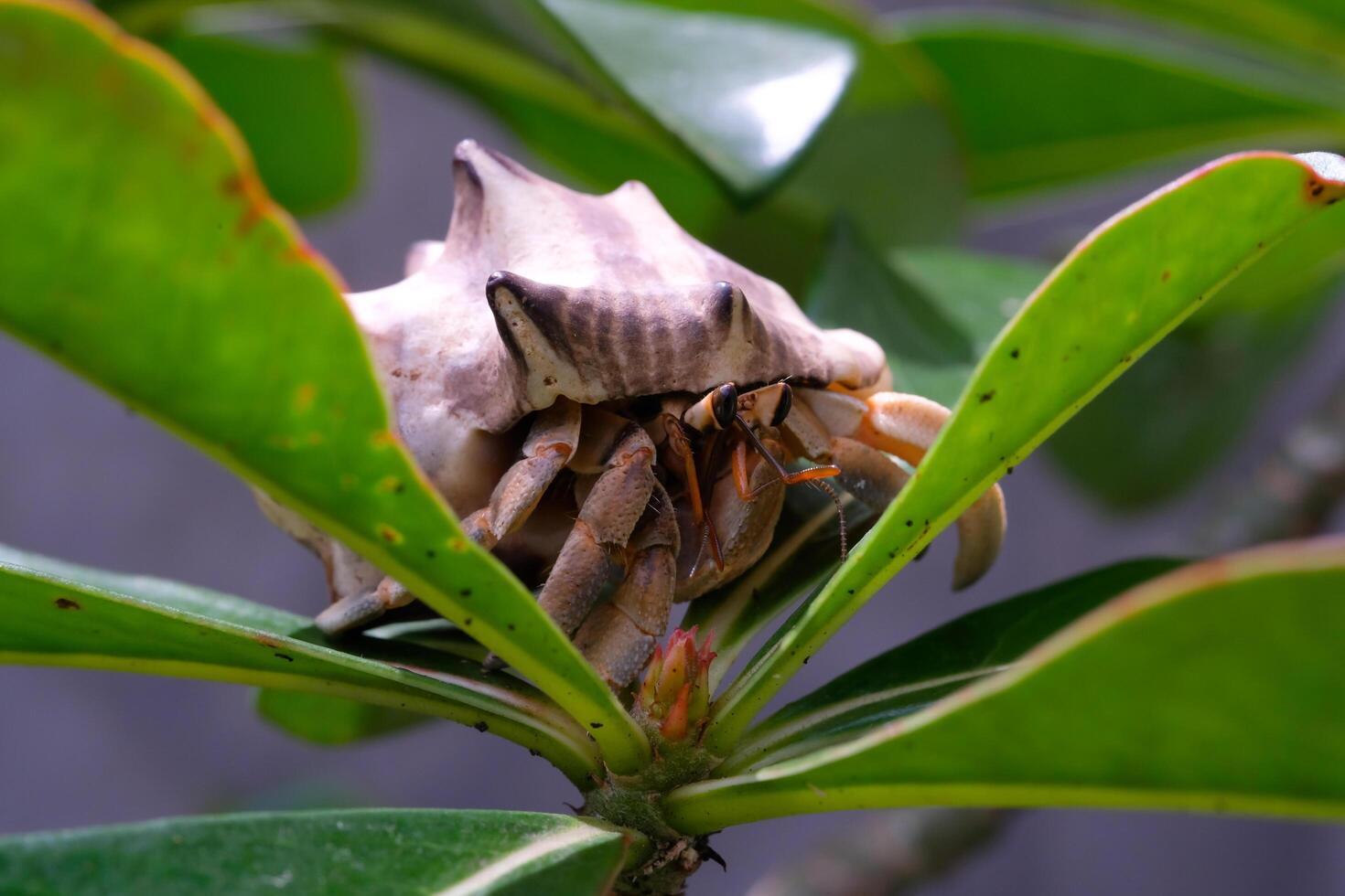 White-shelled hermit crab stuck among top of ornamental plants. Hermit is exploring a plant in a pot. Graphic Resources. Animal Themes. Animal Closeup. Macrophotography photo