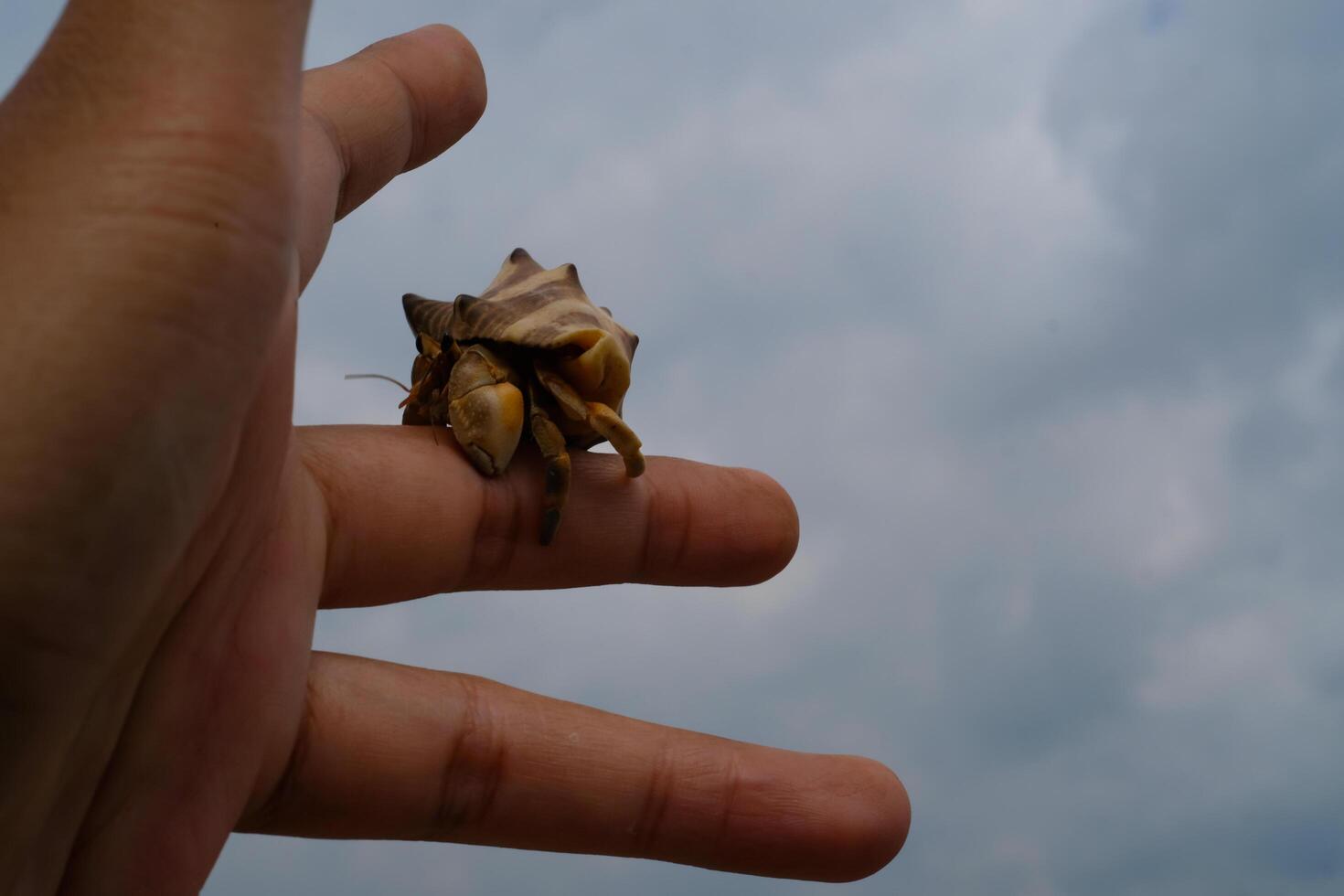 Pet hermit crab crawling on fingers isolated. Pet hermit crab with sky background. Graphic Resources. Animal Themes. Animal Closeup. photo
