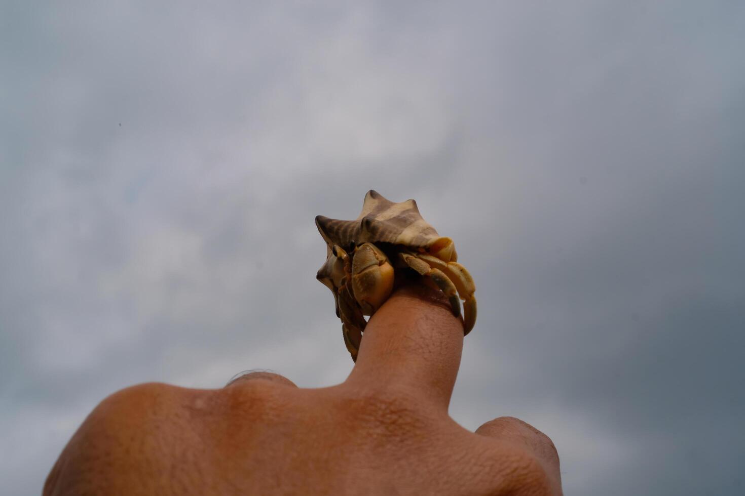 Pet hermit crab crawling on fingers isolated. Pet hermit crab with sky background. Graphic Resources. Animal Themes. Animal Closeup. photo