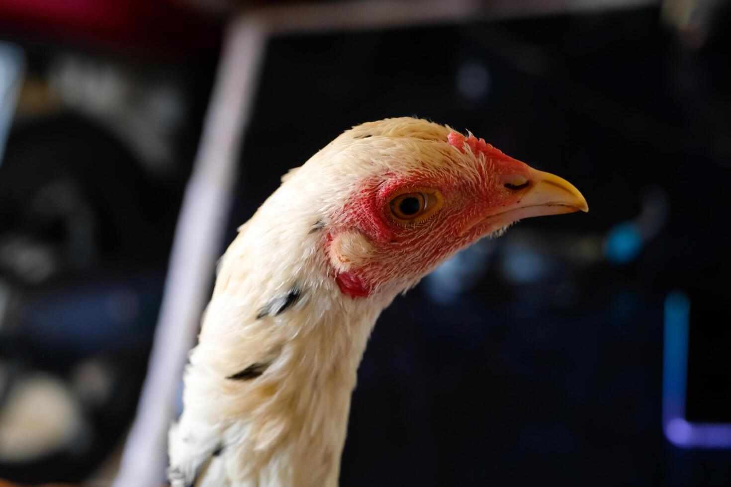 Macro Photography. Animal Close up. Macro shot of a white feathered chicken head with a red face and black eyes. Chicken head closeup photo