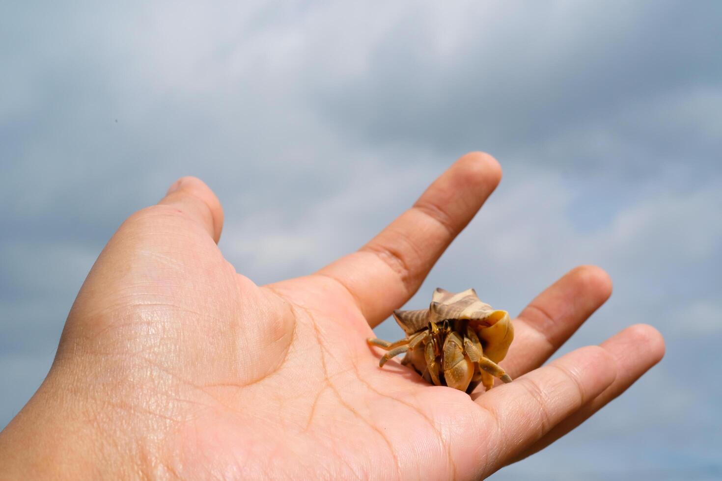 Pet hermit crab crawling on fingers isolated. Pet hermit crab with sky background. Graphic Resources. Animal Themes. Animal Closeup. photo