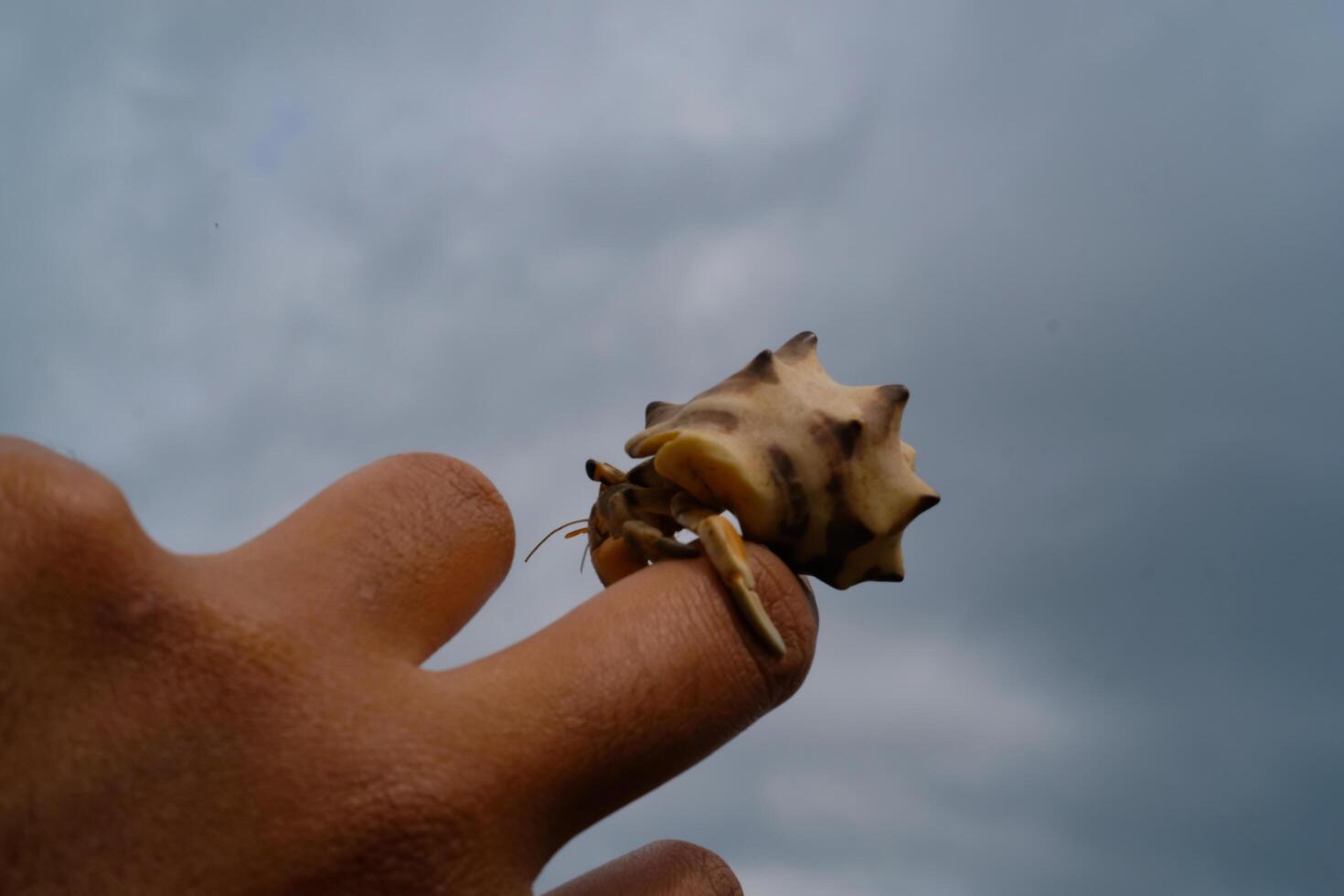 White-shelled hermit crab crawling on fingers isolated. Pet hermit crab playing in the sun. Graphic Resources. Animal Themes. Animal Closeup. photo