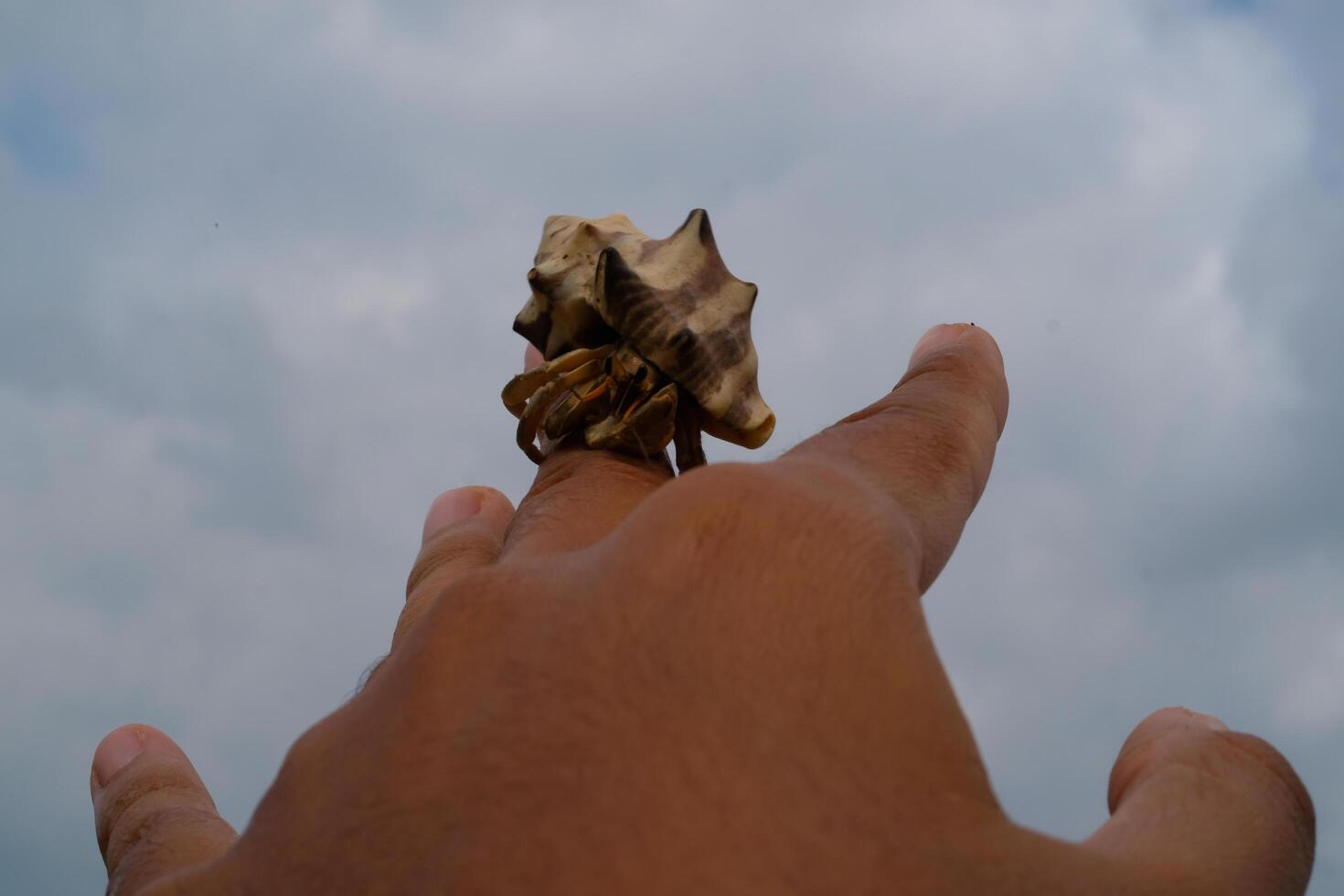 White-shelled hermit crab crawling on fingers isolated. Pet hermit crab playing in the sun. Graphic Resources. Animal Themes. Animal Closeup. photo