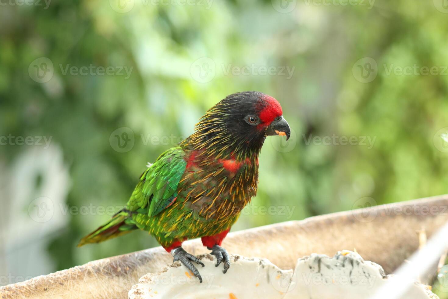 painted parrot standing on twig tree photo
