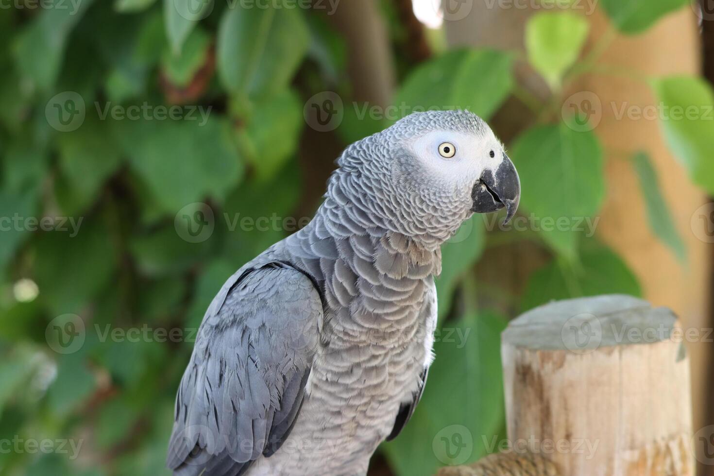The African Grey Parrot is a medium-sized parrot found in the rain forest of West and Central Africa. Experts regard it as one of the most intelligent birds in the world. photo