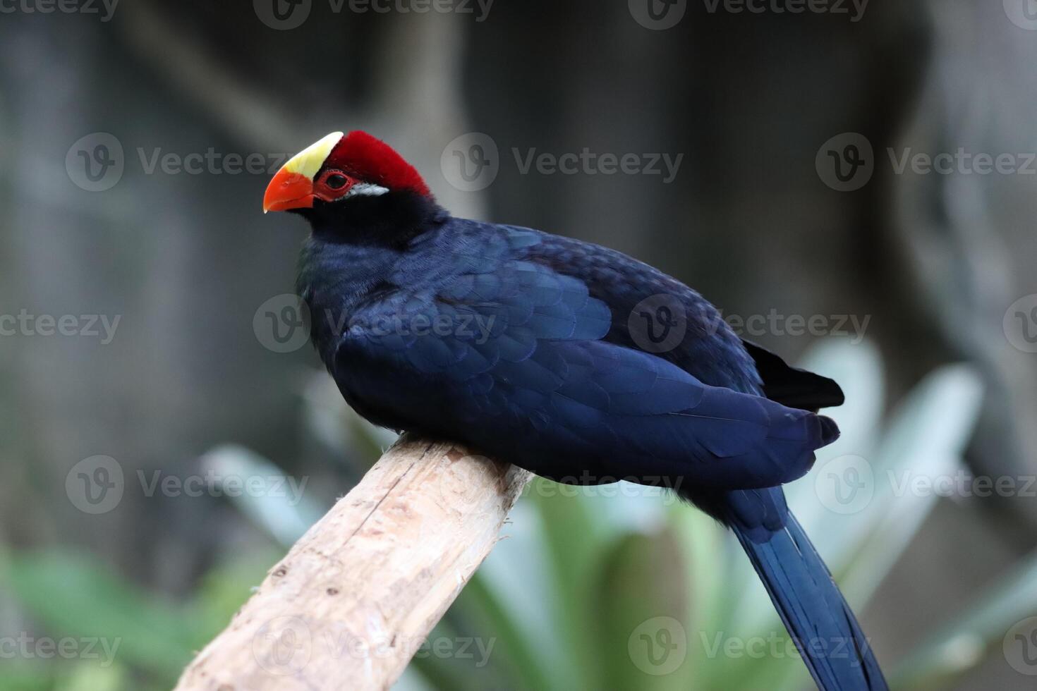 purple crested turaco stands on twig tree photo