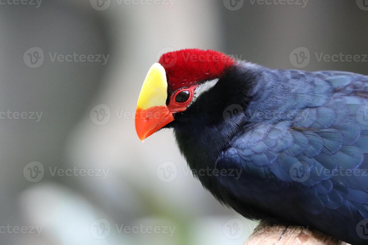 violet turaco gets a close up photo