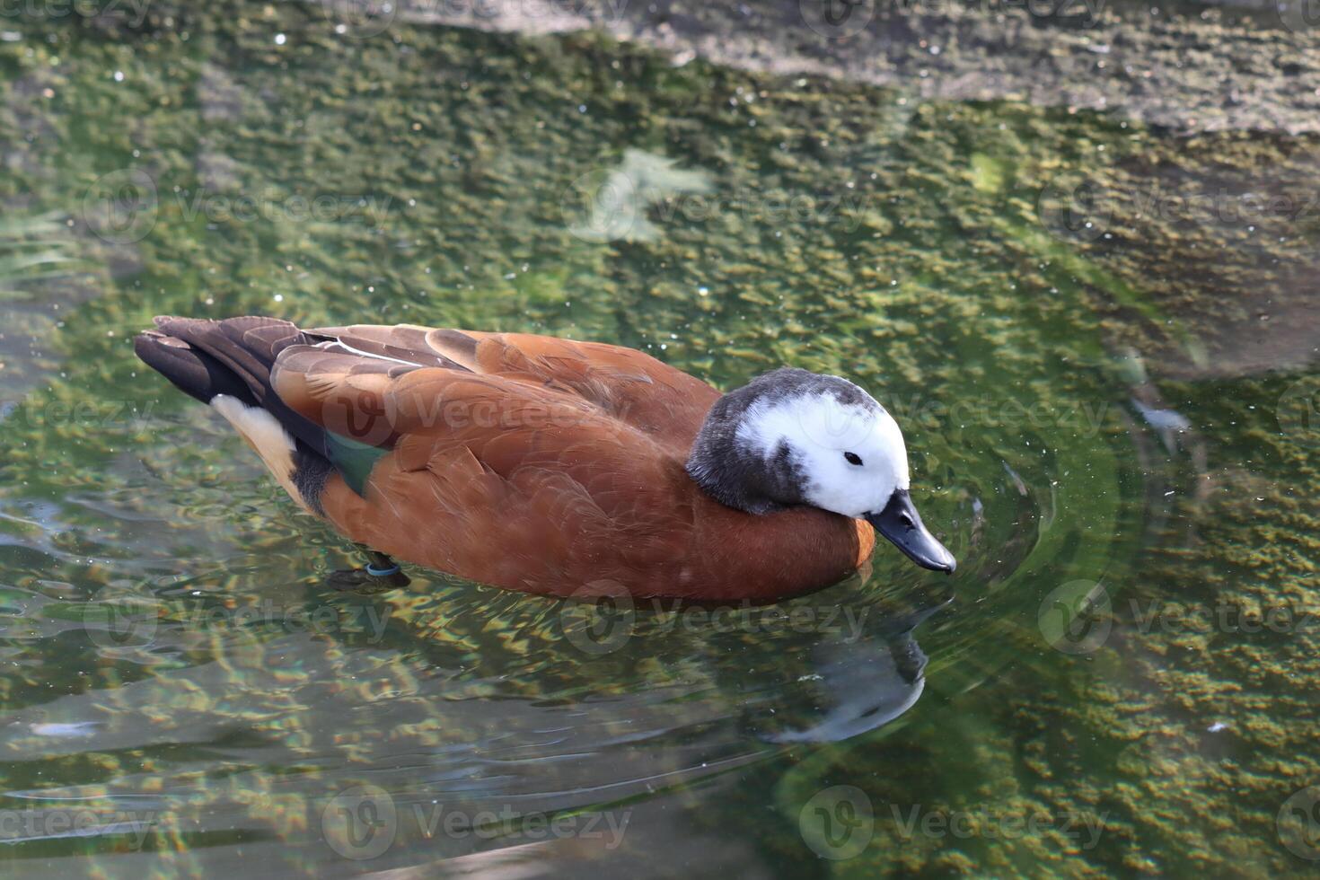 Mandarin ducks in the pond photo