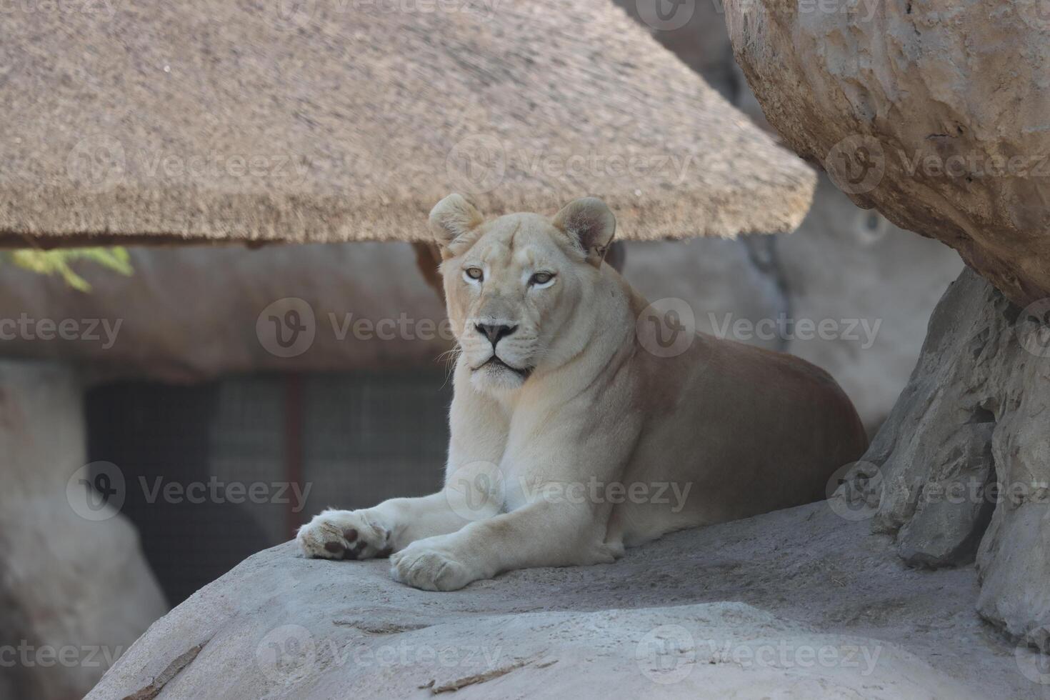 lioness in the zoo in iraq photo
