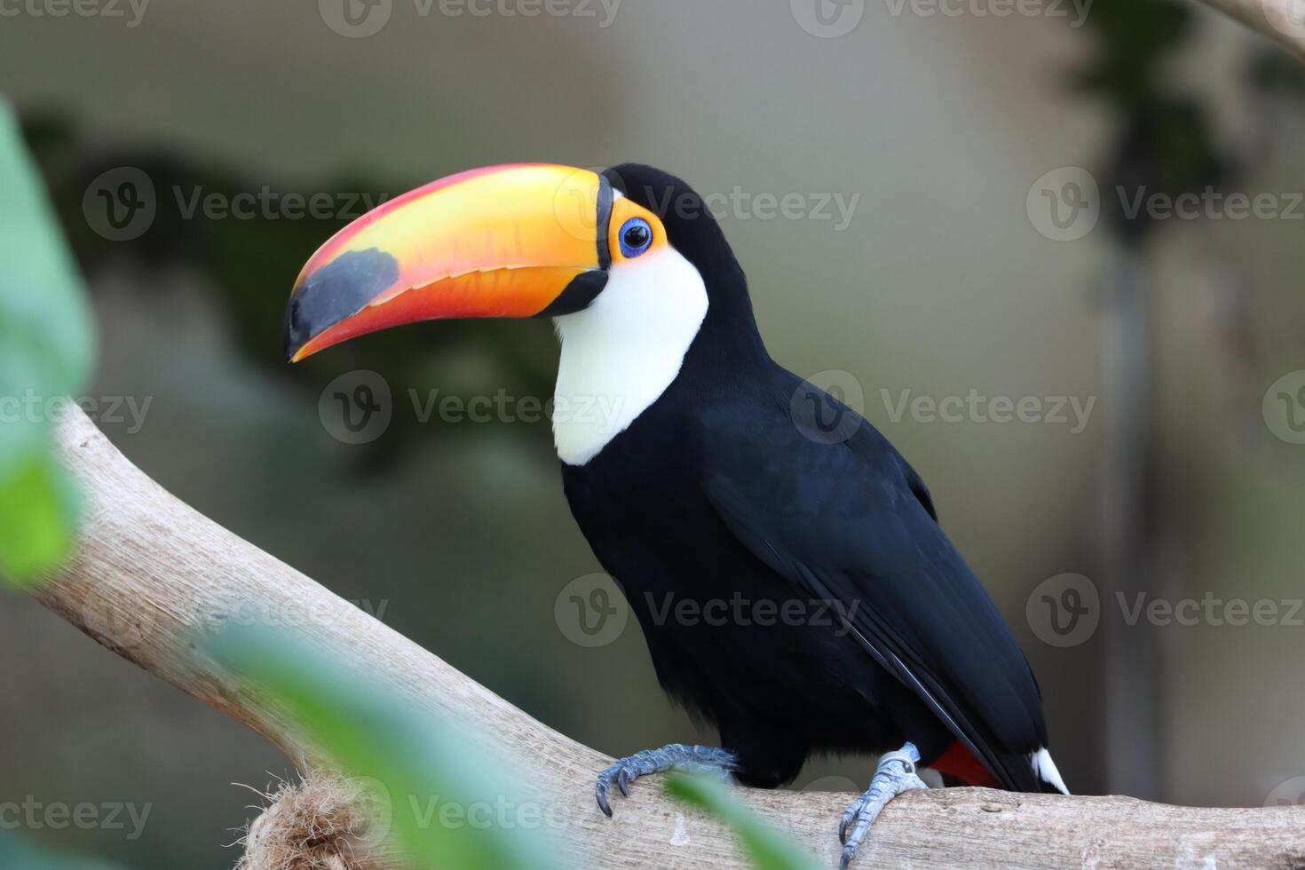 toucan bird standing on twig of tree in a tropical forest photo