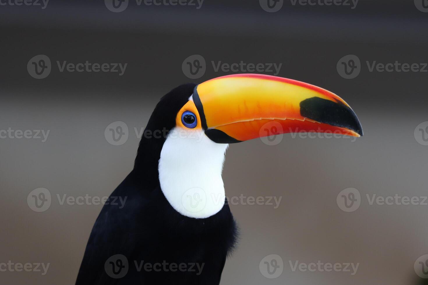 toucan bird standing on twig of tree in a tropical forest photo