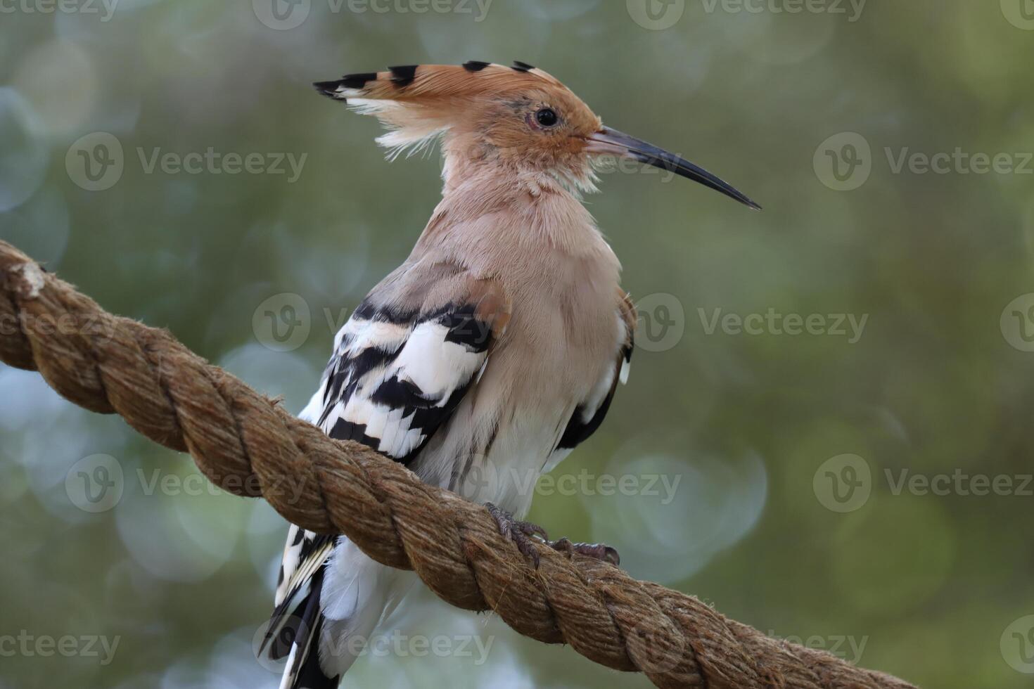 hoopoe standing on twig of tree photo