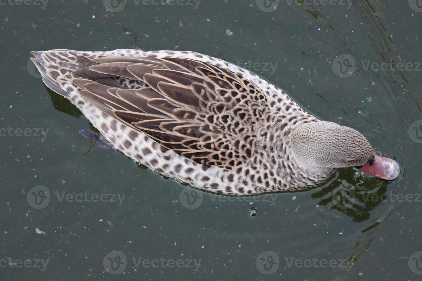 Cape Teal Swimming in Pond photo