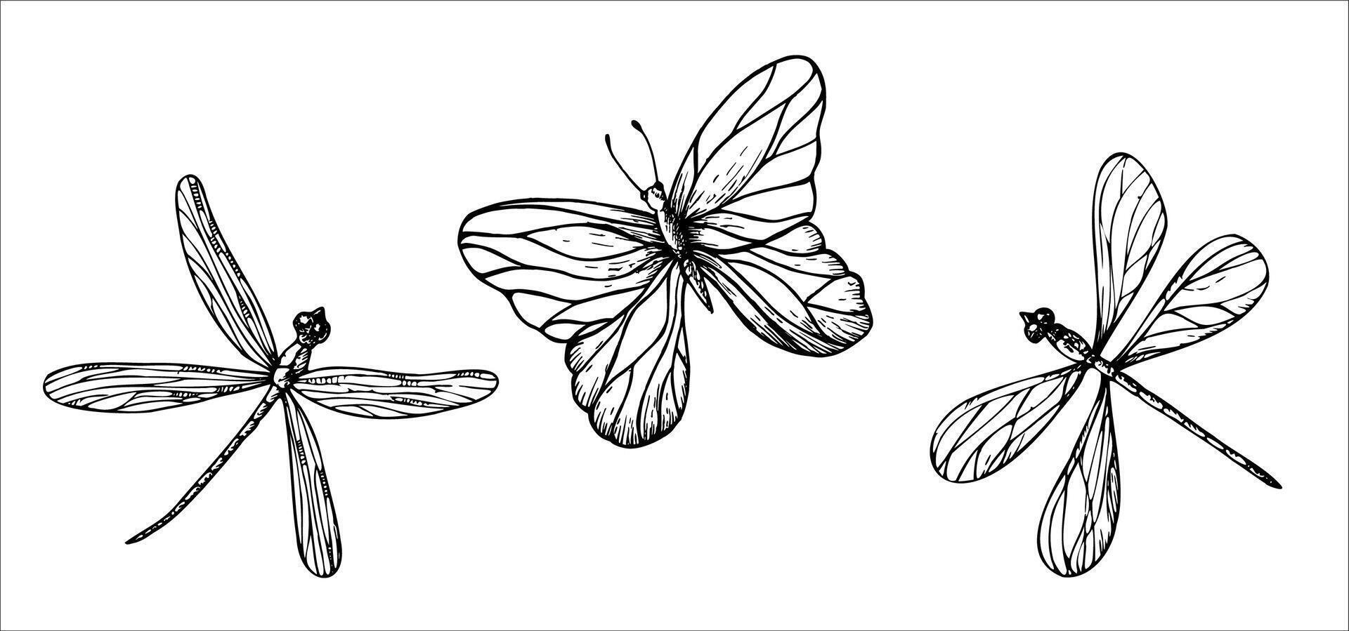 cute dragonflies and butterfly.. Hand painted linear insects. Graphic clipart isolated on background. Botanical and wedding illustration. For designers, invitations, decoration, postcards vector