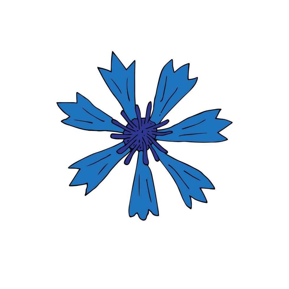 Hand drawn doodle sketch cornflower vector