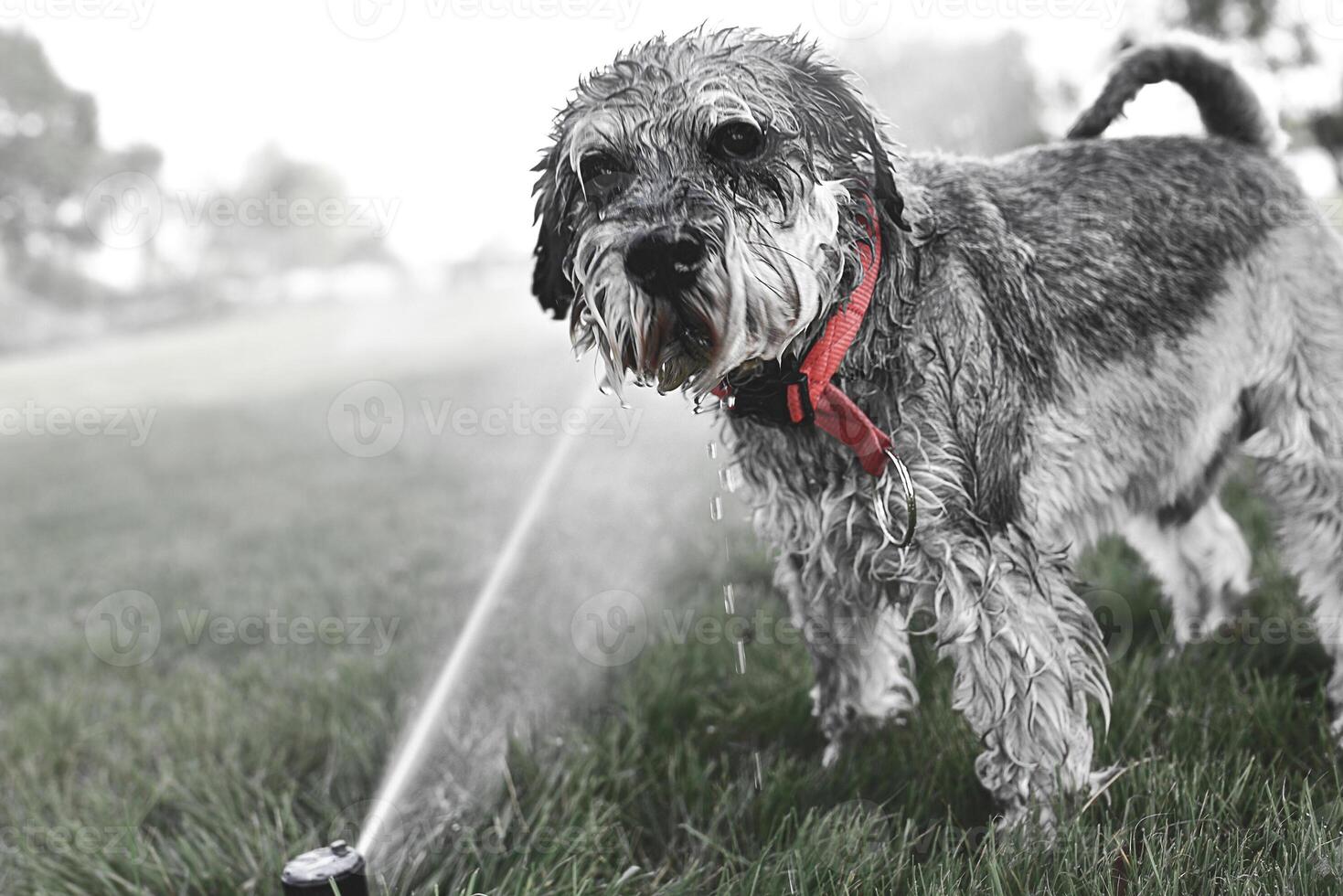 Wet happy pet schnauzer dog puppy playing with water, drinking from sprinkler in a hot summer day photo