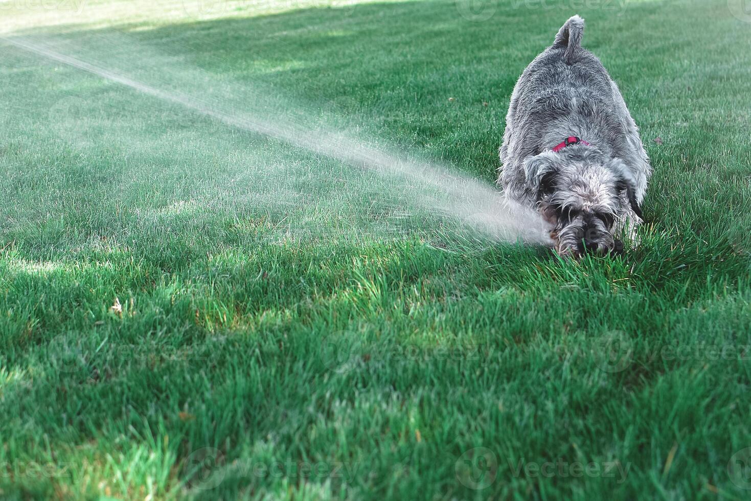 Wet happy pet schnauzer dog puppy playing with water, drinking from sprinkler in a hot summer day photo
