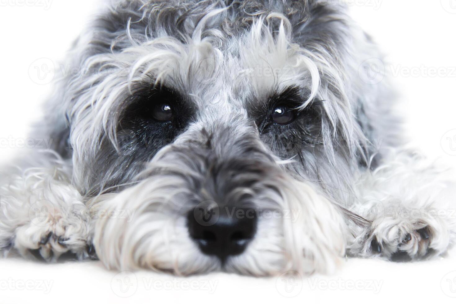 Small black and white miniature schnauzer dog wtih funny face looking at camera on white background photo