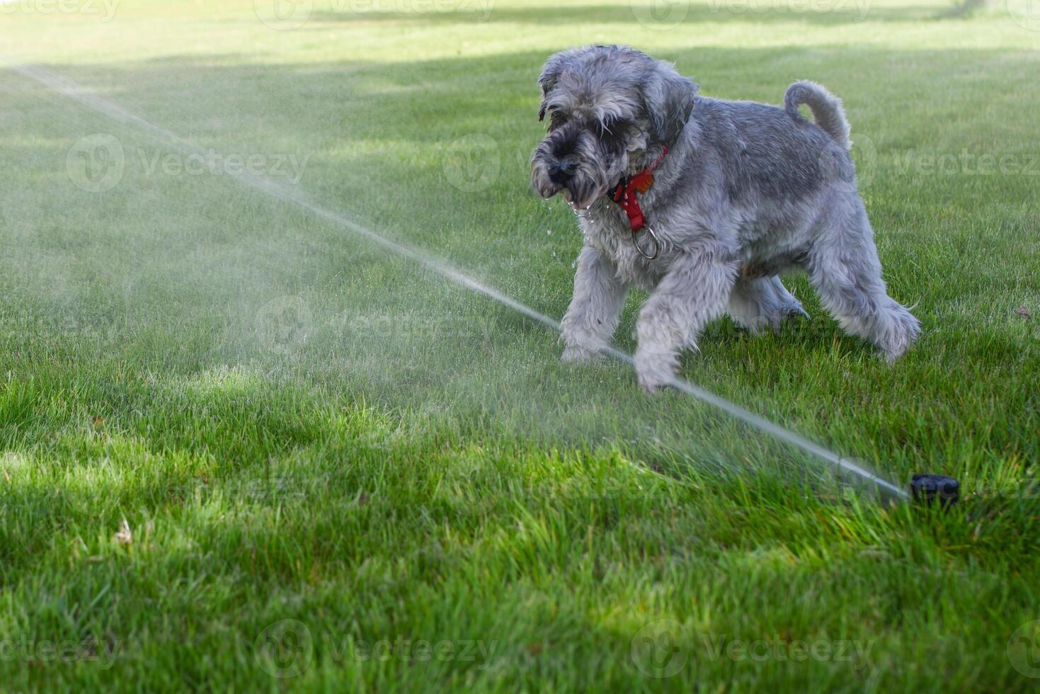 Wet happy pet schnauzer dog puppy playing with water, drinking from sprinkler in a hot day photo