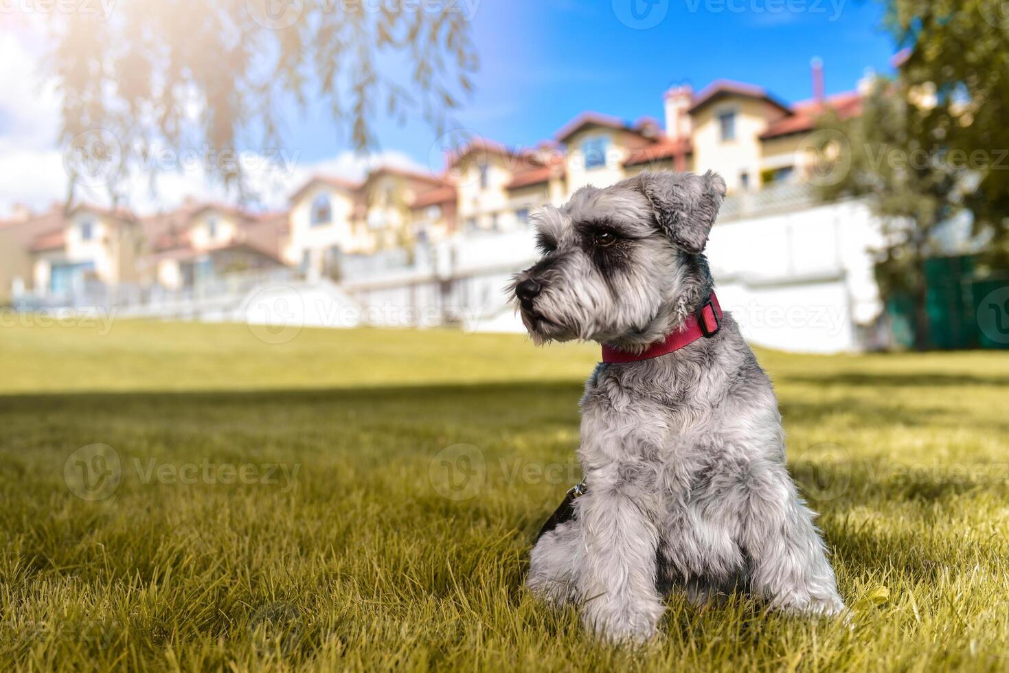portrait of a beautiful dog schnauzer sitting on the grass and looking into the distance in the park.The concept of love for animals. best friends. photo