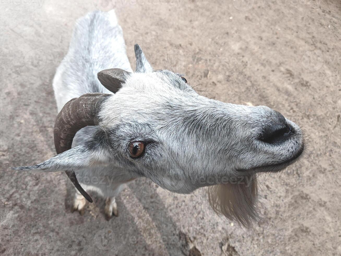 the goat is looking at the camera. farm and farming concept. look photo
