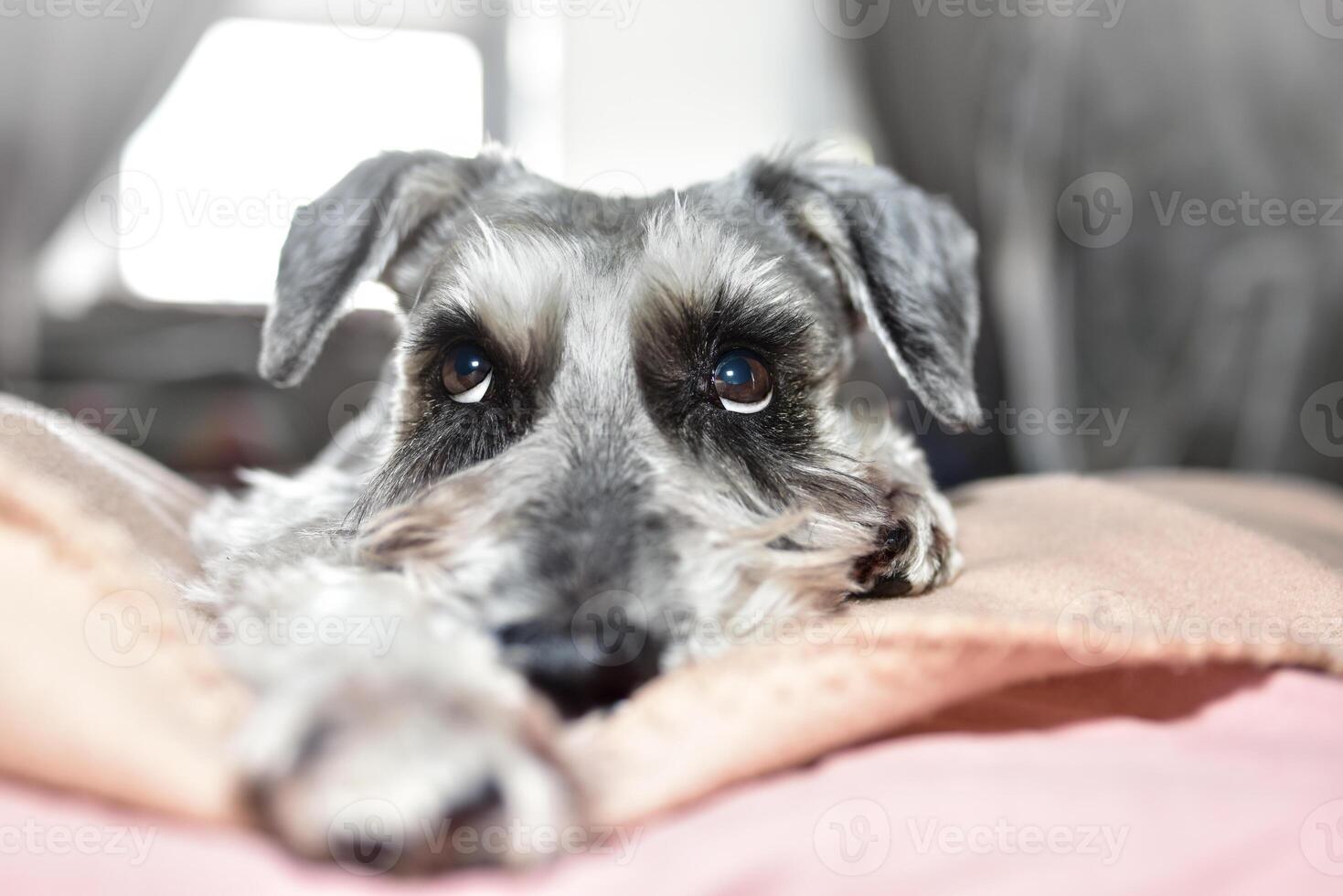 A grey dog of the Schnauzer breed cutely looks up while lying on the bed. Schnauzer dog looks with kind eyes, doggy is lying on the bed. photo