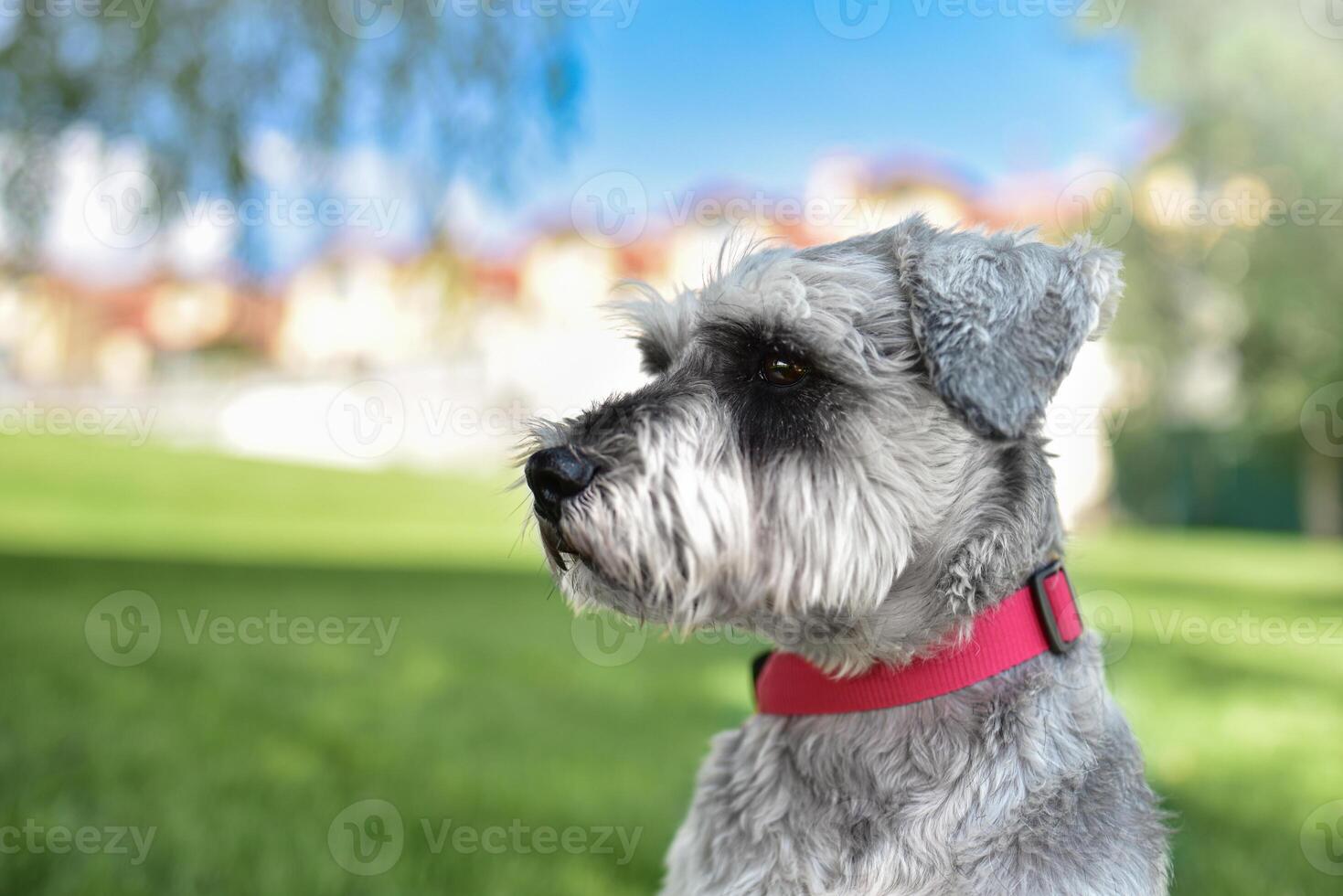 portrait of a beautiful dog schnauzer sitting on the grass and looking into the distance in the park.The concept of love for animals. photo