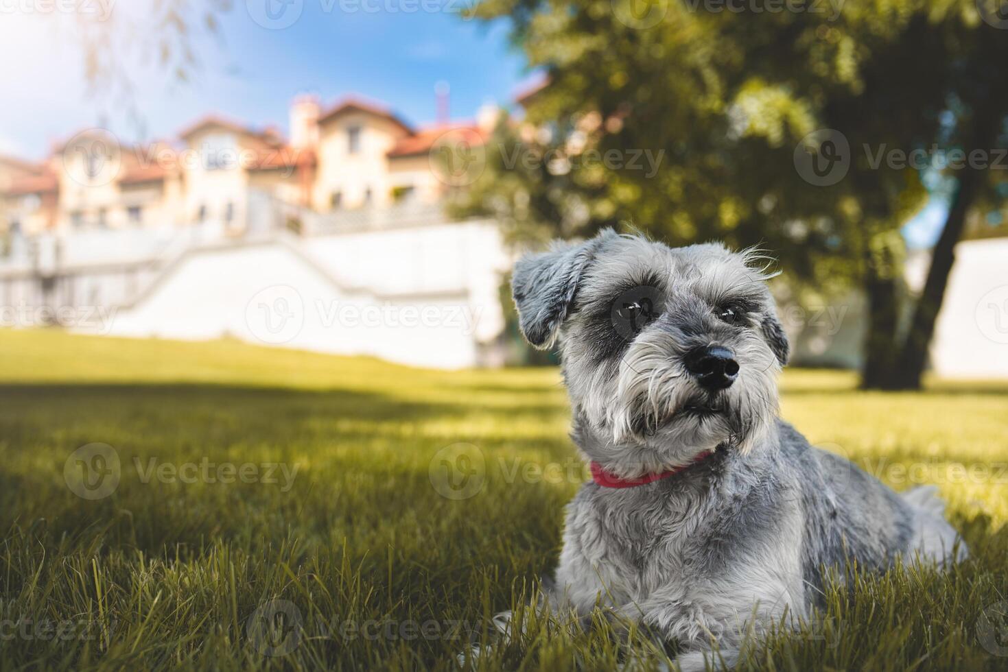 portrait of a beautiful dog schnauzer sitting on the grass and looking into the distance in the park.The concept of love for animals. best friends. photo