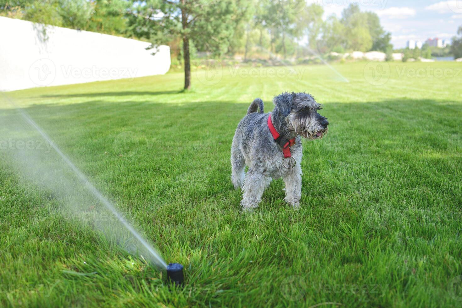 Dog on a summer lawn during irrigation, the dog is wet from playing with sprinkler. photo