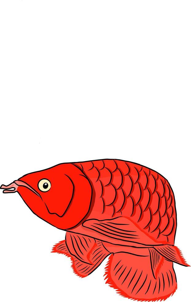 arowana fish illustration design vector