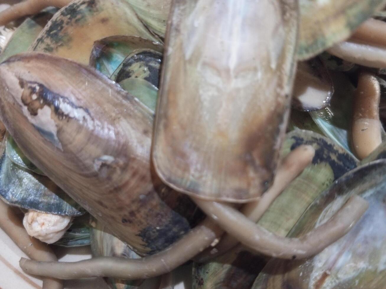 Authentic Indonesian cuisine in the form of thick shells. beautiful, fresh, thick shells in piles. thick-tailed clam photo