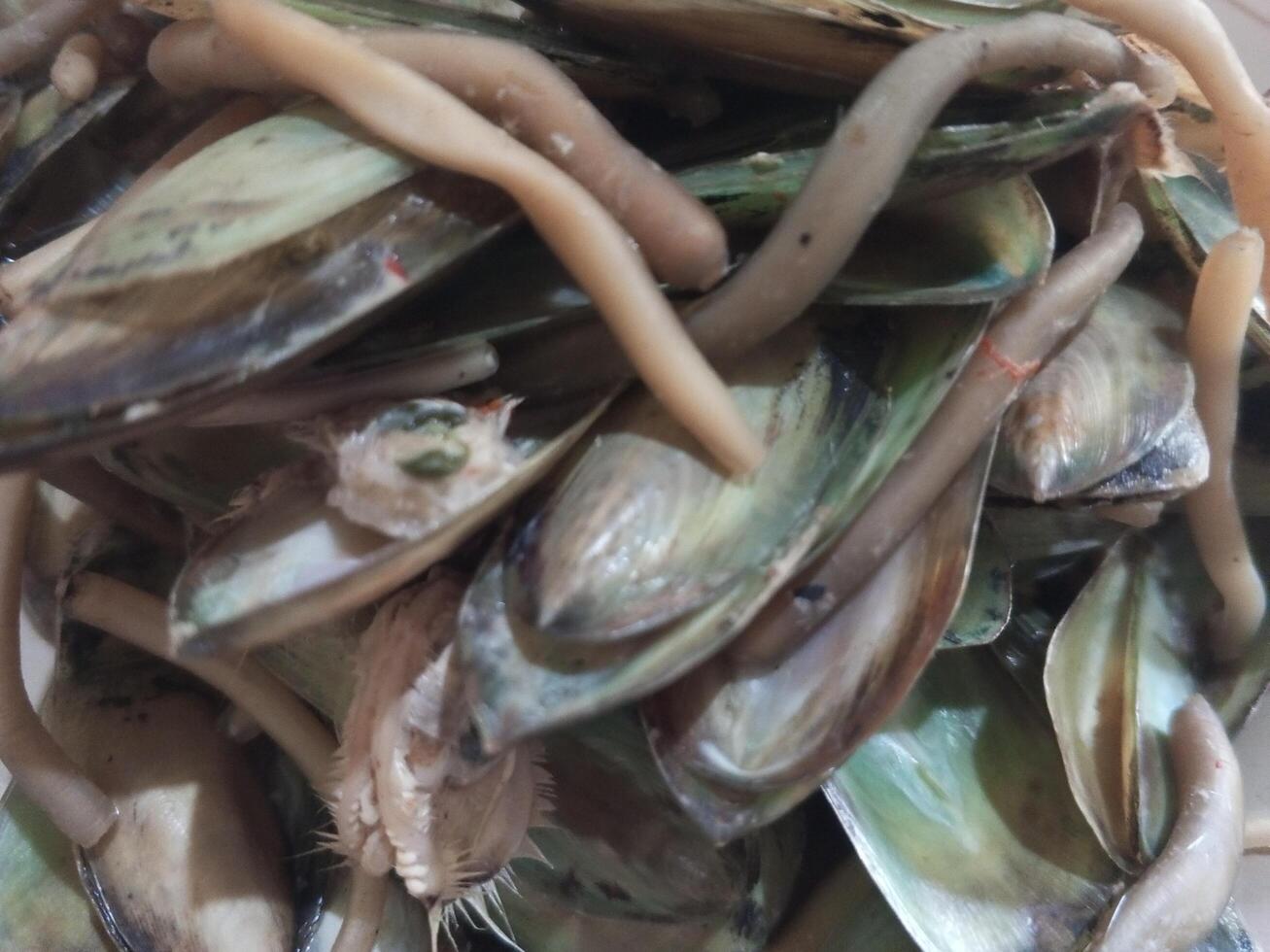 Authentic Indonesian cuisine in the form of thick shells. beautiful, fresh, thick shells in piles. thick-tailed clam photo