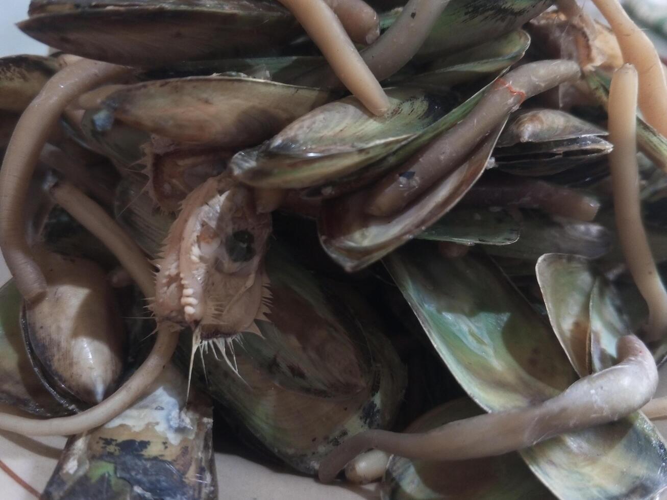 Authentic Indonesian cuisine in the form of thick shells. beautiful, fresh, thick shells in piles. thick-tailed clam photo