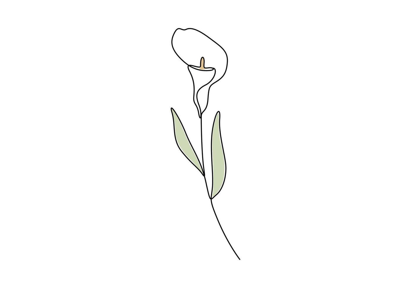 Calla lily continuous one line drawing digital illustration vector