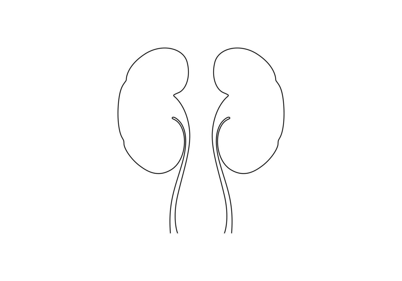 Human kidney continuous one line drawing digital illustration vector
