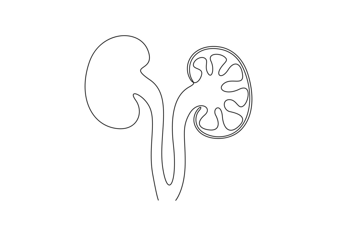 Human kidney continuous one line drawing digital illustration vector