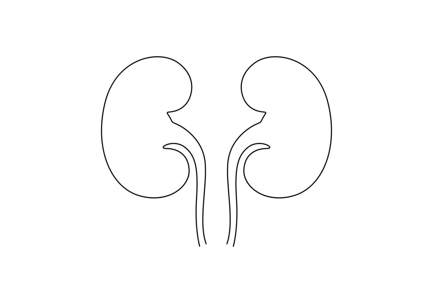 Human kidney continuous one line drawing digital illustration vector