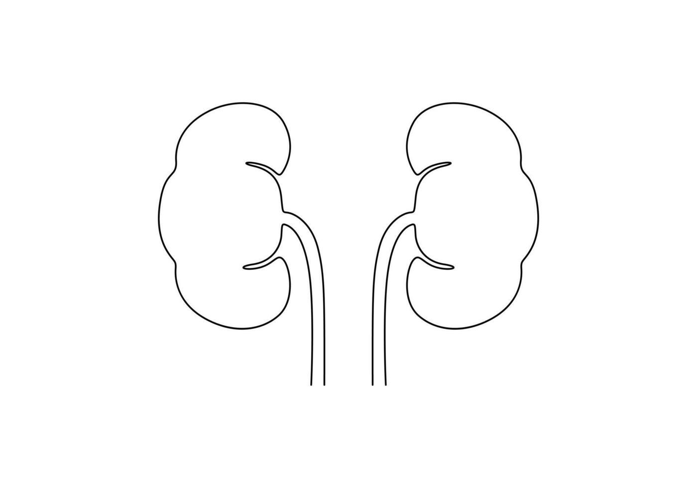 Human kidney continuous one line drawing digital illustration vector