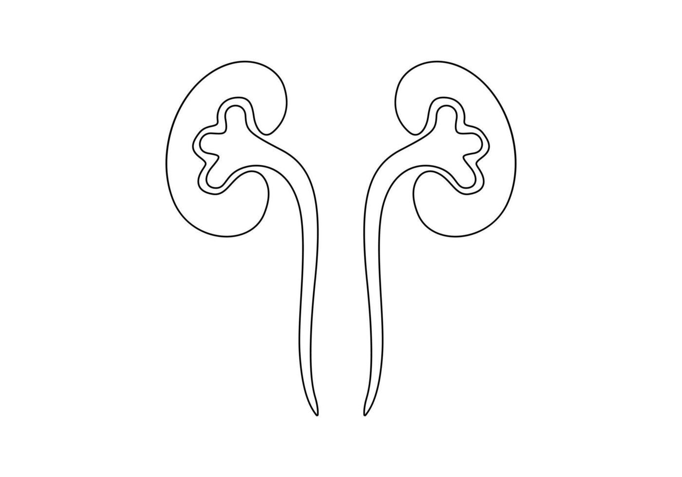 Human kidney continuous one line drawing digital illustration vector