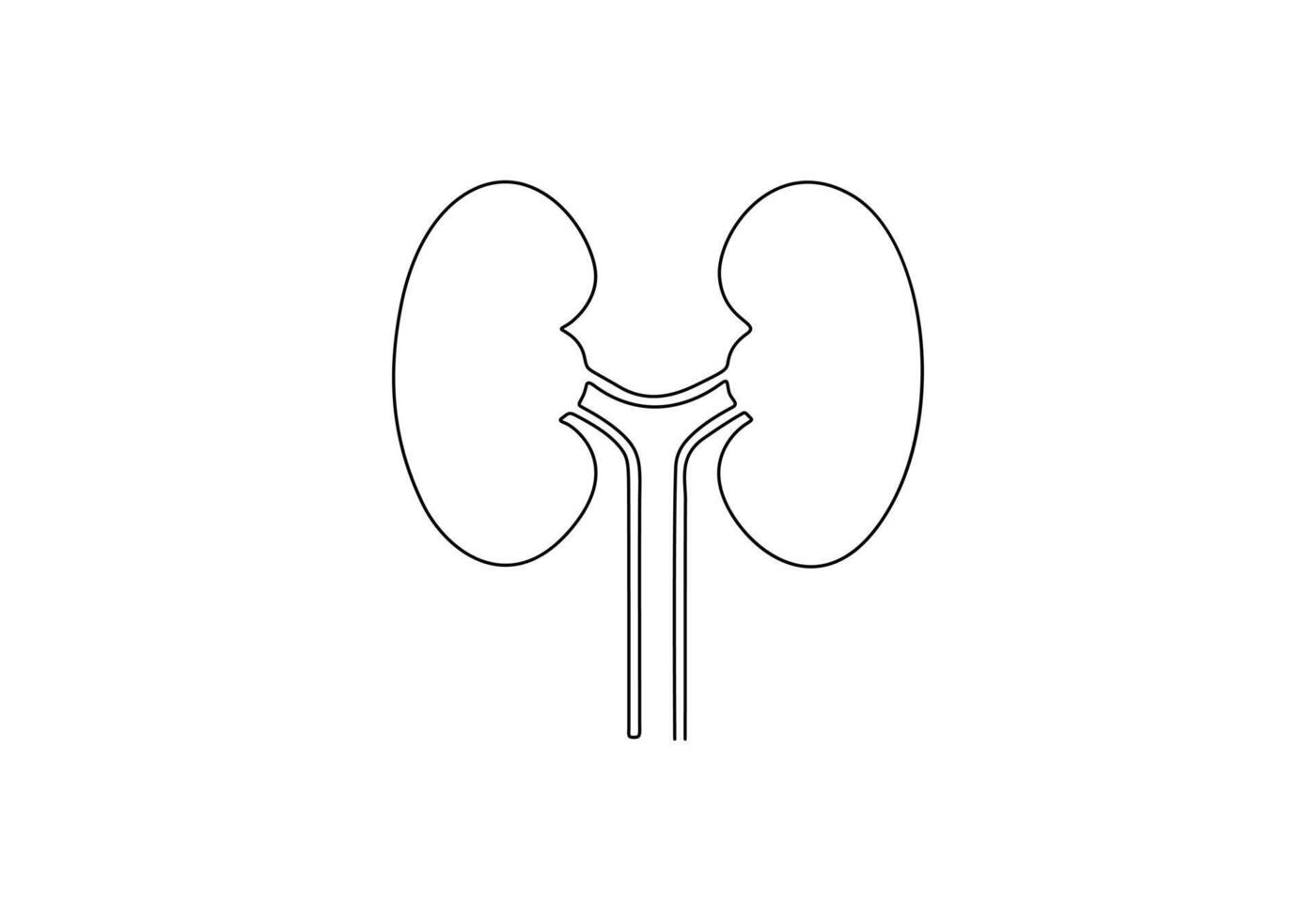 Human kidney continuous one line drawing digital illustration vector