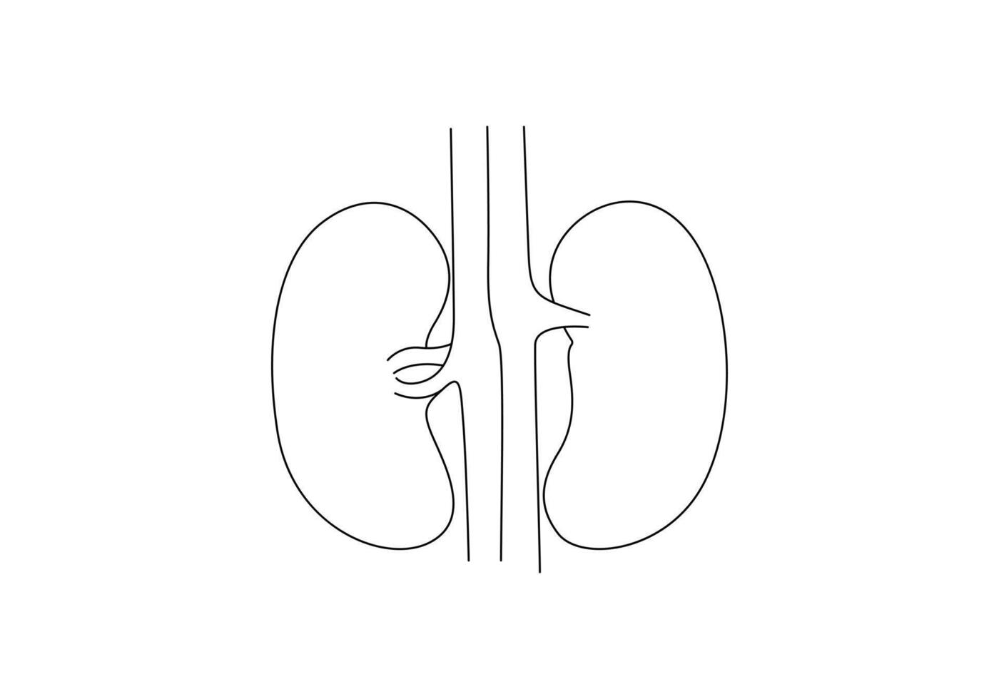 Human kidney continuous one line drawing digital illustration vector