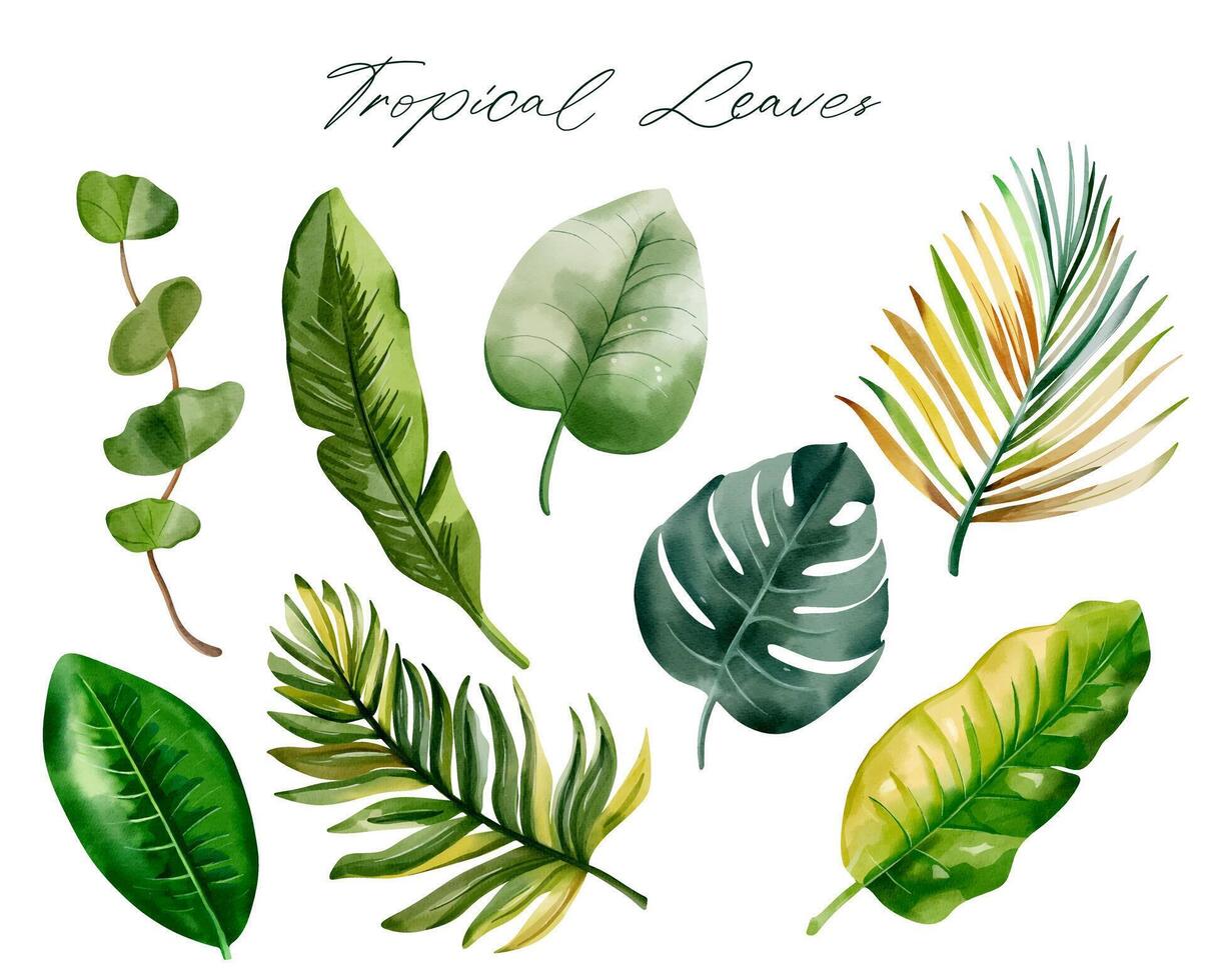 Set of tropical leaves. Watercolor exotic leaves. Palm leaves. Hand drawn floral collection. vector