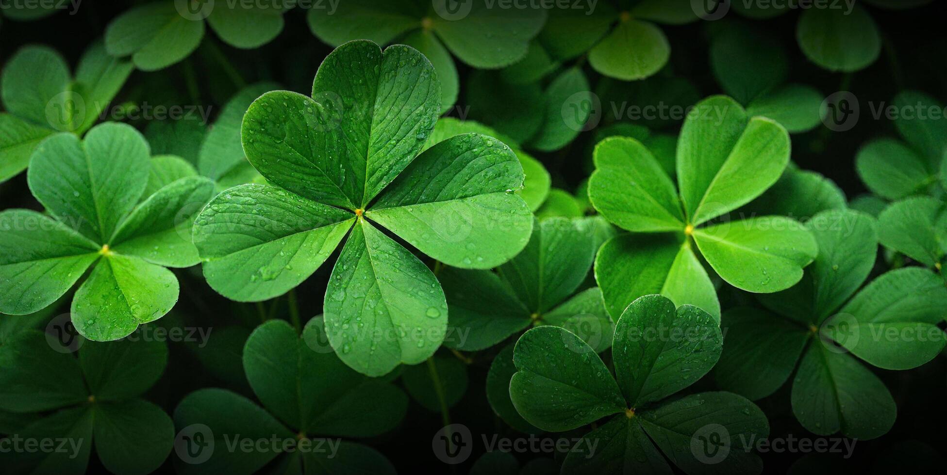 St. Patrick's Day, banner made of shamrock clover photo