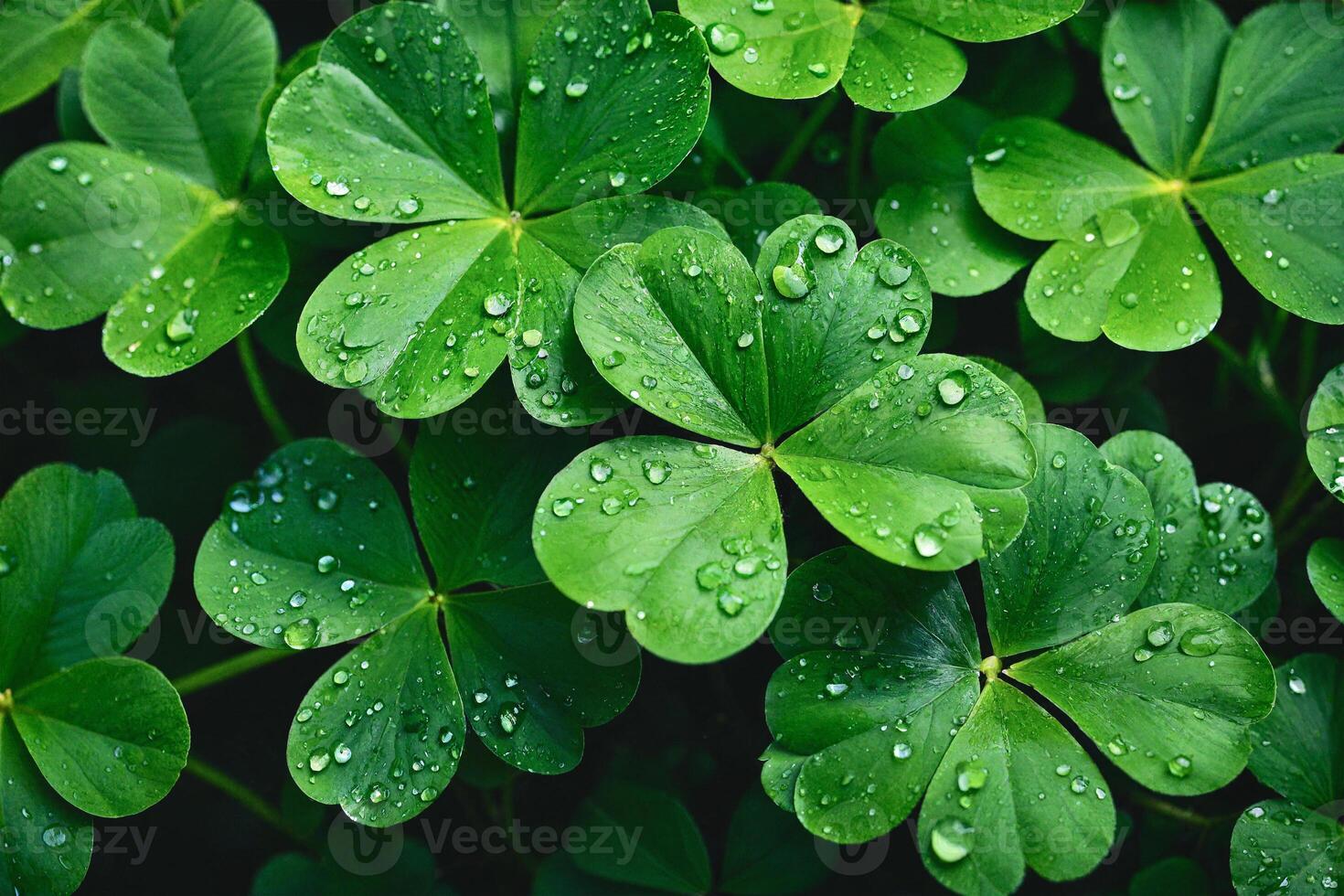 st patrick's day, shamrock clover with water drops photo