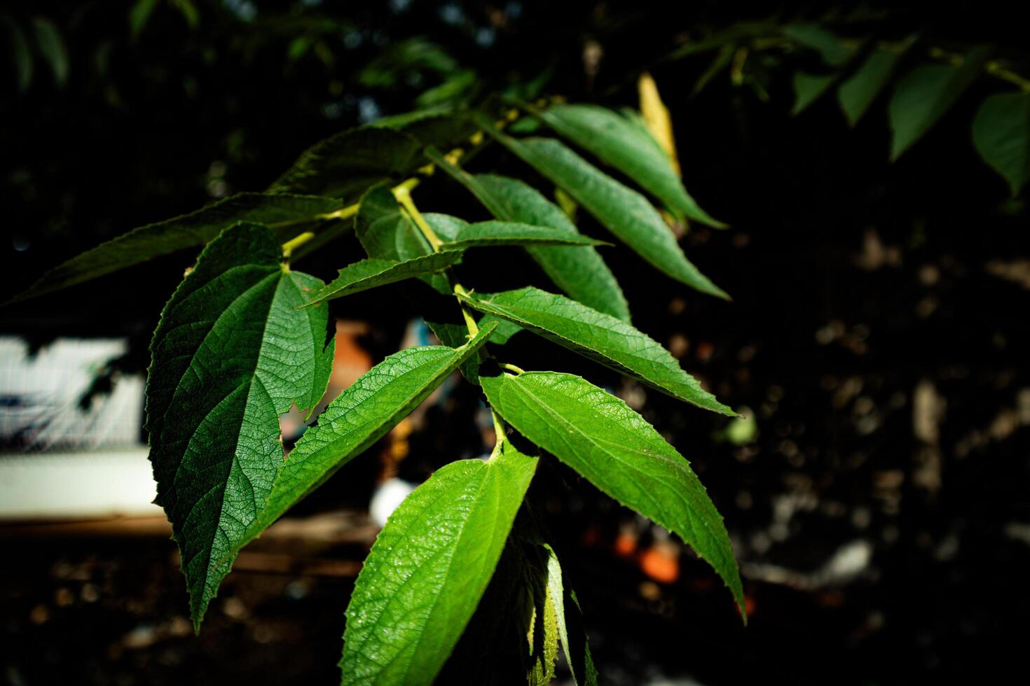 Green Plant with black background photo