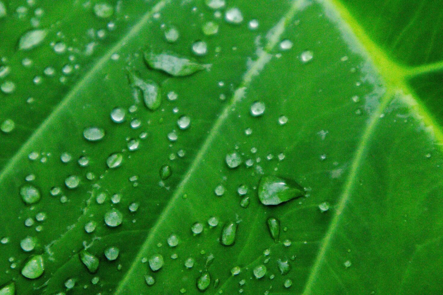 Close up of water drop in green leaf photo