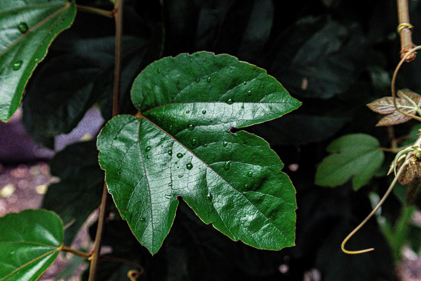 Close up of water drop in green leaf photo
